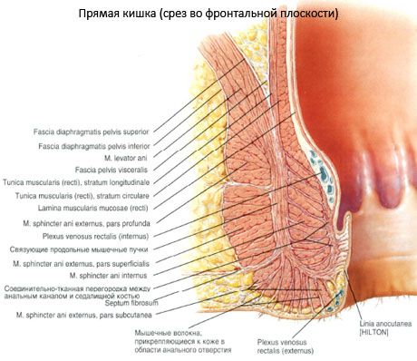 Rectum