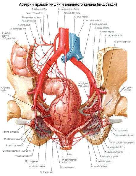 Rectum