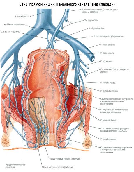 Rectum